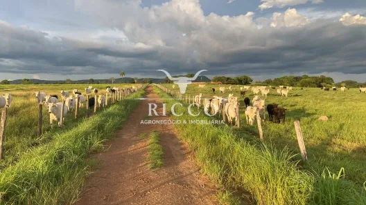 Fazenda/Sítio com 3 Quartos à venda, 1447m² no Centro, Monte Alegre de Goiás
