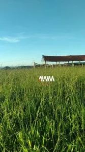Fazenda/Sítio à venda, 4540000m² no 256, Tesouro