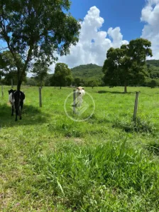 Fazenda/Sítio com 2 Quartos à venda, 145m² no , Fazenda Nova