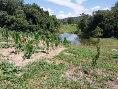 Fazenda/Sítio com 3 Quartos à venda, 250m² no Área Rural de Goianésia, Goianésia