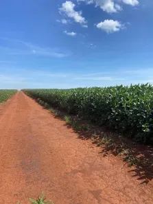 Fazenda/Sítio com 5 Quartos à venda, 11963m² no , Caiapônia