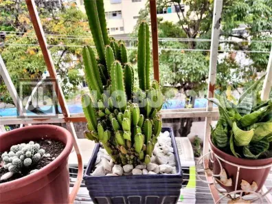 Apartamento com 1 Quarto à venda, 50m² no Engenho Novo, Rio de Janeiro