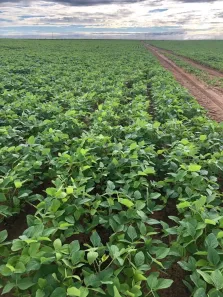 Fazenda/Sítio com 3 Quartos à venda, 140m² no , Sítio D'Abadia