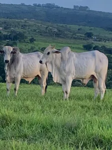 Fazenda/Sítio com 5 Quartos à venda, 500m² no Centro, Santo Antônio do Descoberto