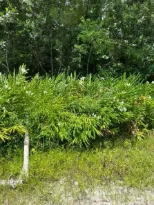Lote/Terreno à venda, 2383m² no Chácara Glória, Itanhaém