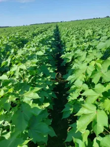 Fazenda/Sítio com 4 Quartos à venda, 53869200m² no , Jussara