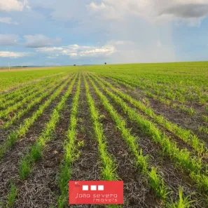 Fazenda/Sítio à venda, 20400000m² no , Ribeirão Cascalheira