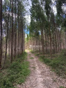 Fazenda/Sítio à venda, 10000000m² no 367, Guaratinga