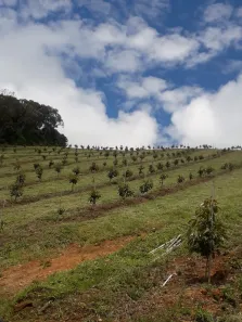 Fazenda/Sítio com 2 Quartos à venda, 299m² no , Cristina