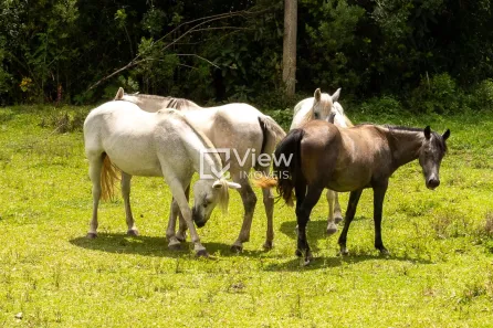 Fazenda/Sítio à venda, 92760m² no Afonso Pena, São José dos Pinhais