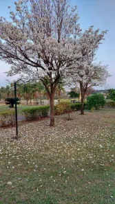 Fazenda/Sítio com 3 Quartos à venda, 300m² no Vila Azul (Zona Rural), São José do Rio Preto