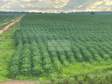 Fazenda/Sítio à venda, 11m² no Setor Novo Horizonte, Araguaína
