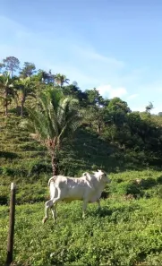 Fazenda/Sítio à venda, 1350000m² no Área Rural de Planaltina, Planaltina