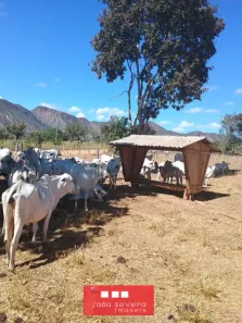 Fazenda/Sítio à venda, 2686200m² no , Niquelândia