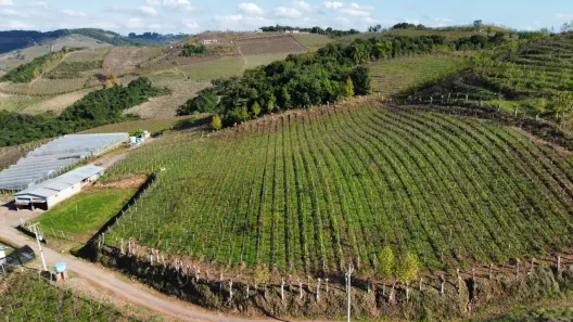 Fazenda/Sítio à venda, 110000m² no , Monte Belo do Sul