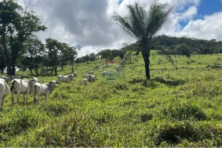 Fazenda/Sítio à venda, 1368300m² no Juscimeira, Juscimeira