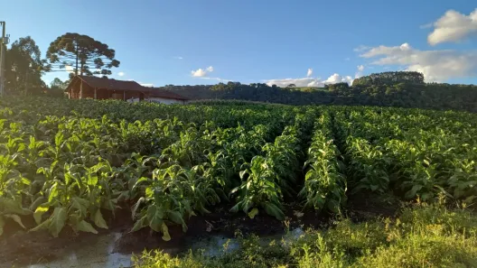 Fazenda/Sítio à venda, 104562m² no , Campo Alegre