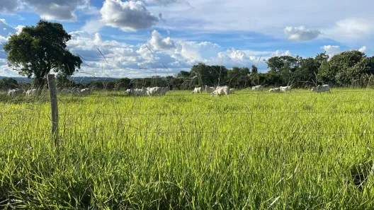 Fazenda/Sítio com 4 Quartos à venda, 442000m² no , Bela Vista de Goiás