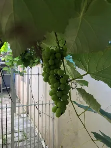 Casa com 5 Quartos à venda, 280m² no Jardim Esplanada, São José dos Campos