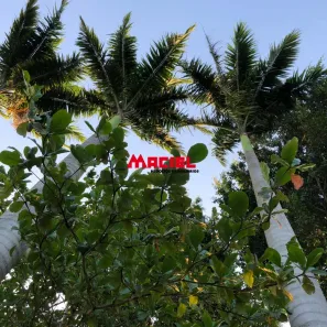 Fazenda/Sítio com 5 Quartos à venda, 380m² no Jardim Nova Esperança, Jacareí