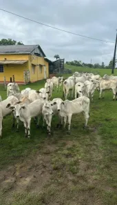 com 2 Quartos à venda, 141m² no Comandatuba, Una