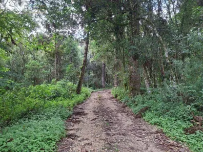Lote/Terreno à venda, 20000m² no Centro, Campo Largo