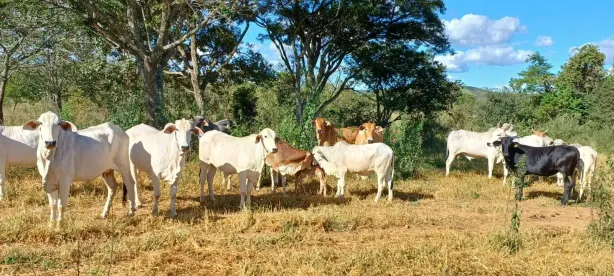 Fazenda/Sítio com 2 Quartos à venda, 320000m² no Região dos Lagos, Brasília