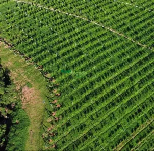 Fazenda/Sítio à venda, 290000m² no Centro, Cristina