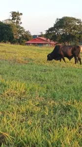 Fazenda/Sítio com 3 Quartos à venda, 64000m² no Centro, Montanha