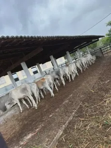 Fazenda/Sítio com 3 Quartos à venda, 105000m² no , Monte Alegre