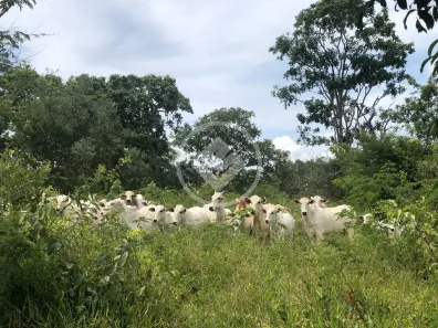 Fazenda/Sítio com 4 Quartos à venda, 100000m² no Área Rural de Caldas Novas, Caldas Novas