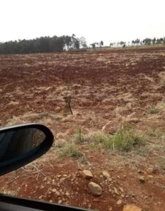 Lote/Terreno à venda, 121000m² no Vila Cascata, Arapongas