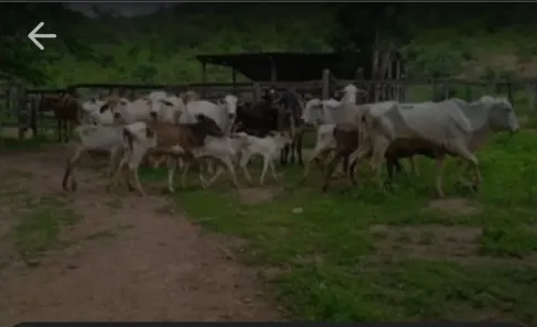 Fazenda/Sítio à venda, 136000m² no , Mimoso de Goiás