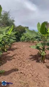 Fazenda/Sítio com 2 Quartos à venda, 3m² no Setor Central, Itauçu