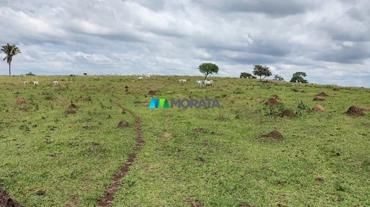 Fazenda/Sítio com 1 Quarto à venda, 315m² no Nova Suíça, Divinópolis