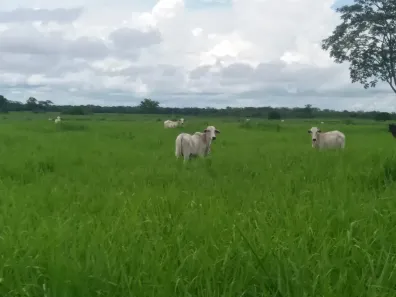 Fazenda/Sítio à venda, 11860000m² no , Arinos