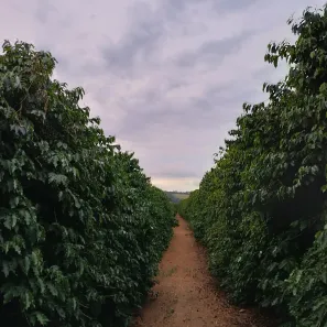 Fazenda/Sítio com 1 Quarto à venda, 1200000m² no , Machado