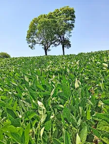 Lote/Terreno à venda, 96800m² no Cruzeiro do Norte, Uraí