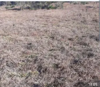 Fazenda/Sítio à venda no Centro, Rialma