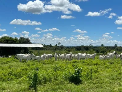 Fazenda/Sítio à venda, 10410000m² no , Arinos