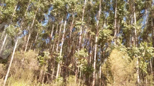 Lote/Terreno à venda, 2100000m² no Centro, Butiá