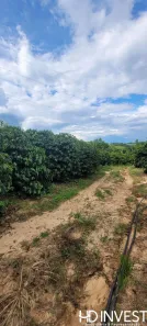 Fazenda/Sítio com 2 Quartos à venda, 70m² no Morro Torto, Indaiatuba