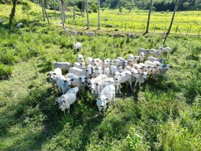 Fazenda/Sítio com 3 Quartos à venda, 300m² no Reginópolis, Silva Jardim
