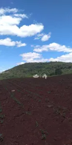Fazenda/Sítio à venda, 145200m² no Jardim Ouro verde, Guairaçá