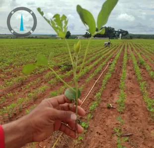 Fazenda/Sítio com 3 Quartos à venda, 302000m² no , Almas