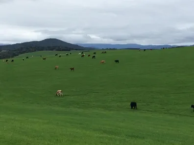 Fazenda/Sítio com 3 Quartos à venda, 1350000m² no Zona Rural, Bom Retiro