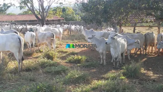 Fazenda/Sítio com 1 Quarto à venda, 454m² no Zona Rural, Bocaiúva
