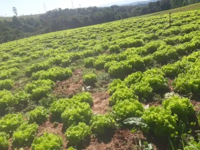 Fazenda/Sítio à venda, 61000m² no Ibiúna, Ibiúna