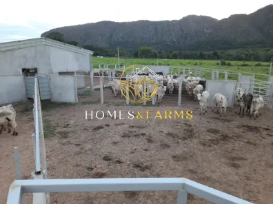 Fazenda/Sítio com 3 Quartos à venda, 213m² no , Natividade