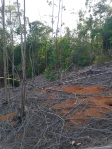 Fazenda/Sítio à venda, 350000m² no , São Roque do Canaã